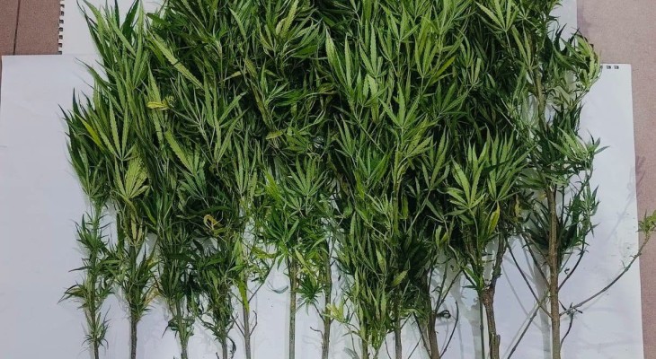 মাদকবিরোধী অভিযানে ১২টি গাঁজা গাছ উদ্ধার, চাষাবাদের অভিযোগে একজন গ্রেপ্তার।